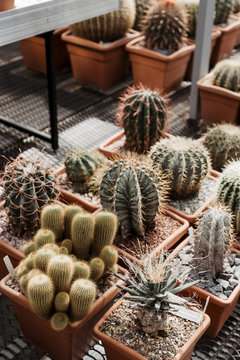 Ceramic pods with succulent