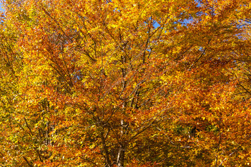 The plateau of Cansiglio in Italy