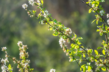 Beautiful branches of a blossoming apple tree with a blurred background.