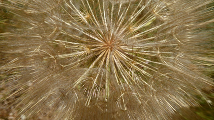 Huge Dandelion close-up