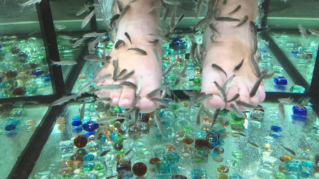 A flock of exotic fish Garra Rufa (lat. Garra rufa) peels a girl's legs in a lighted aquarium.  Fish-spa.