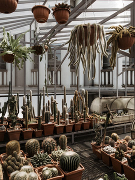 Ceramic pods with succulent