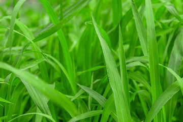 Fresh green grass background. Concept of growing or increasing businesses.