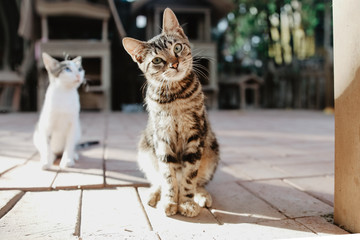 Striped cat sitting in yard