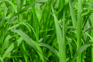 Fresh green grass background. Concept of growing or increasing business.