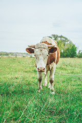 A bull is grazing in the field. Eats grass. Walking in the meadow.