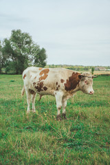 Fototapeta na wymiar A bull is grazing in the field. Eats grass. Walking in the meadow.