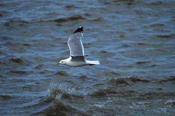 Möve fliegt übers Meer - Stockfoto