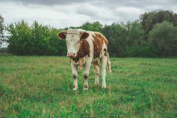 Obraz premium A bull is grazing in the field. Eats grass. Walking in the meadow.