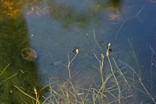Berchtold Zwerg- Laichkraut (Potamogeton berchtoldii)