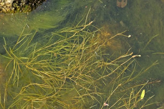 Berchtold Zwerg- Laichkraut (Potamogeton berchtoldii)