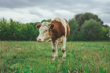 A bull is grazing in the field. Eats grass. Walking in the meadow.