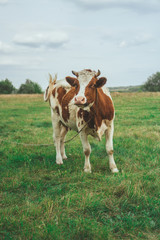 Fototapeta na wymiar A cow grazes in the field. Eats green grass.