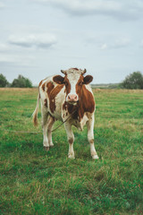 A cow grazes in the field. Eats green grass.
