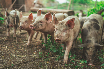 Piglets run on the lawn. Little pig.