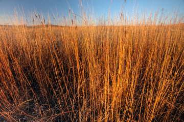 big bluestem prairie grass in morning light, Kansas