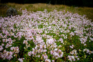 Obraz premium Flowers