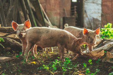 Piglets run on the lawn. Little pig.