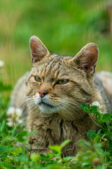 Naklejka na ściany i meble European wildcat (felis silvestris)