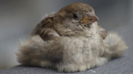 bird