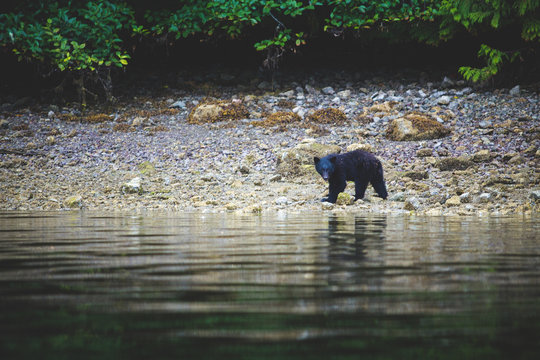 A black bear scavenging on a beach