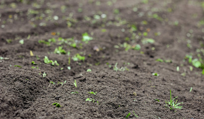 Soil in the vegetable garden, a piece of land tilled after sideration with rape plant, empty mockup background for your design, copy space, closeup, autumn agriculture farming concept