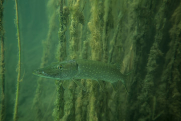 Adventurous picture of wild pike in nature habitat. Huge water volume with offshore vegetation in green tones color with big fish in the middle.