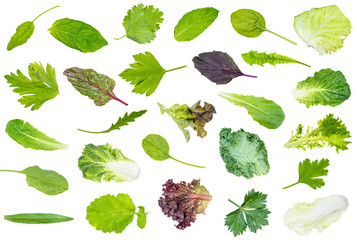 collection of various leaves of garden greens