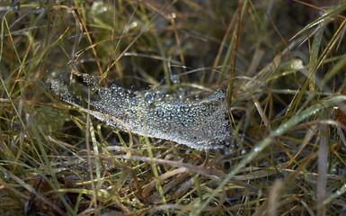 Brilliant drops of dew on cobweb in the grass outdoor in the autumn forest, close-up, macro, copy space