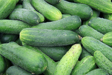 fresh cucumbers for sale at farmers market
