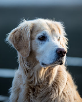 Golden Retriever portrait in the morning on a dock