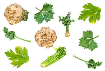 set of fresh celeriac and celery vegetable cut out