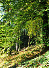 Fototapeta na wymiar Autumn day in the forest