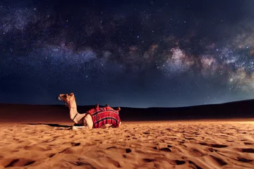 Foto op Canvas Camel animal is sitting on the sand dune in a desert. Milky Way galaxy and stars in the sky. United Arab Emirates © Ivan Kurmyshov