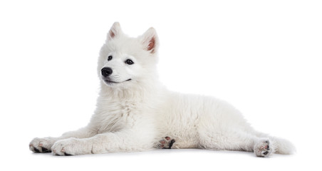 Cute white Samojeed dog pup, laying down side ways. Looking beside camera with dark shiny eyes. Isolated on white background. Mouth closed.