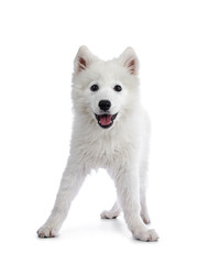 Cute white Samojeed dog pup, standing playful facing front. Looking at camera with dark shiny eyes. Isolated on white background. Tongue out of mouth.