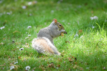 squirrel eating nut