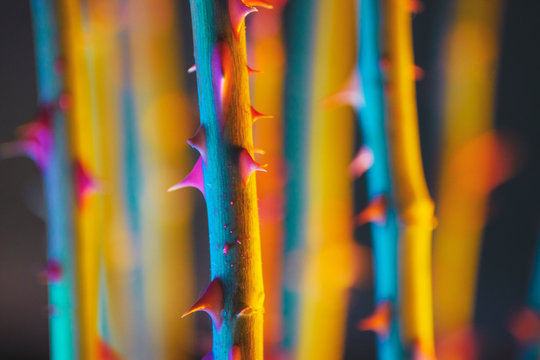 Colorful rose thorns background