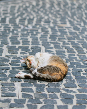 Tortoiseshell laying on her back on stoned ground