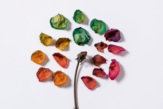 petals of a rainbow dried rose
