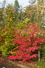Autumn season