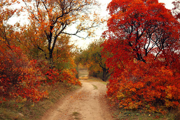 Road through the forest, trees and bushes with red autumn leaves.