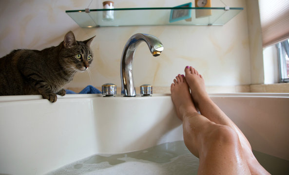 Tabby cat looking at a woman in the bathtub