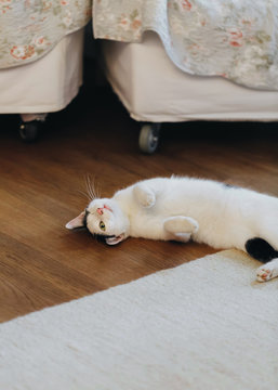 One eyed happy cat doing happy things at home