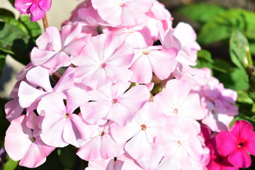Phlox paniculata cvet yabloni (paniculata Phlox) is a paniculate shade of Apple.