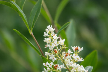Privet Flowers in Bloom in Springtime