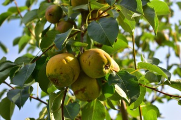 Yellow and ripe pear fruit.