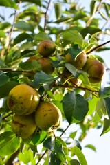 Yellow and ripe pear fruit.