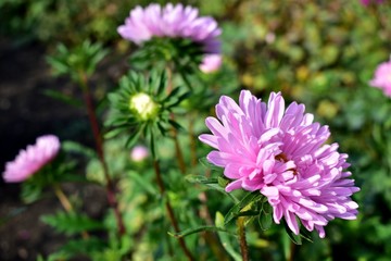 Fototapeta premium Flowers Astra (lat. Aster) or Asteraceae.