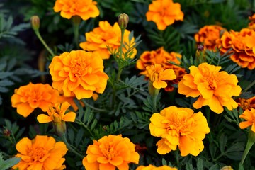 Naklejka na ściany i meble Flowers of marigolds rejected by bonanza orange.